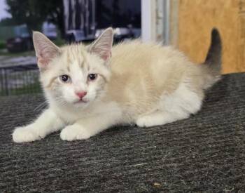 Riesling -  Domestic Short Hair Cat for Adoption in Metamora, Illinois - Riesling | PetCurious
