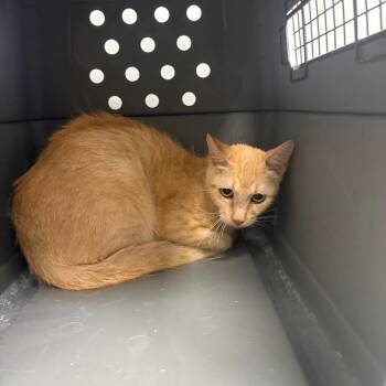 Lucy Wilde -  Domestic Short Hair Cat for Adoption in Abilene, Texas - Lucy Wilde | PetCurious
