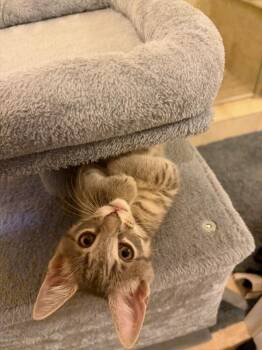 Domestic Short Hair Cats Available for Adoption in Dallas, Texas - Greyson | PetCurious