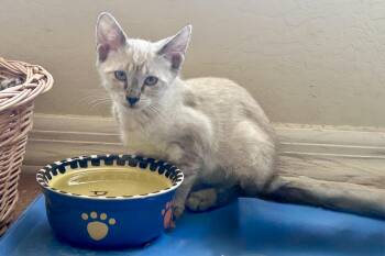 Cortina -  Domestic Short Hair Cat for Adoption in Fountain Hills, Arizona - Cortina | PetCurious