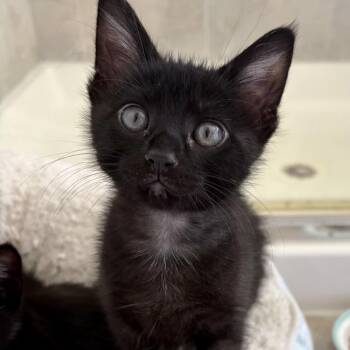 Champ -  Domestic Short Hair Cat for Adoption in Zimmerman, Minnesota - Champ | PetCurious