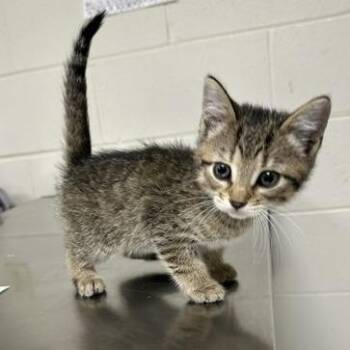 Mung Daal -  Domestic Short Hair Cat for Adoption in Indianapolis, Indiana - Mung Daal | PetCurious