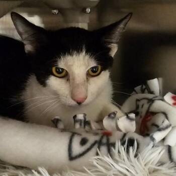 Morty -  Domestic Short Hair Cat for Adoption in Schenectady, New York - Morty | PetCurious