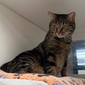Pansy -  Domestic Short Hair Cat for Adoption in Cheyenne, Wyoming - Pansy | PetCurious