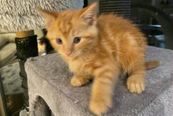 Rescue Tabby and Domestic Medium Hair Cats for Adoption in Ypsilanti, Michigan - Cider | PetCurious