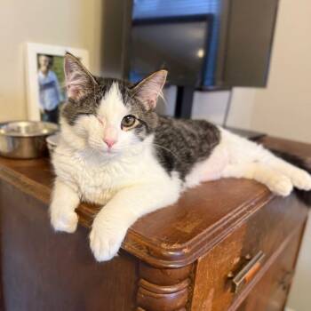 Tabby and Domestic Medium Hair Cats Available for Adoption in Tulsa, Oklahoma - Valor | PetCurious