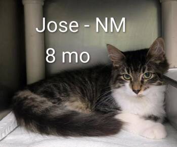 Jose -  Domestic Medium Hair Cat for Adoption in Amherst, Virginia - Jose | PetCurious