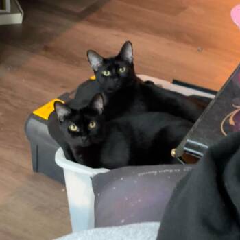 Honeycrisp and Crunchwrap -  Domestic Short Hair Cat for Adoption in Seattle, Washington - Honeycrisp And Crunchwrap | PetCurious