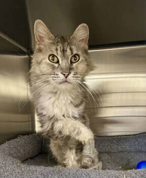 Rescue Domestic Long Hair and Torbie Cats for Adoption in Fargo, North Dakota - Patsy | PetCurious