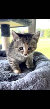 Suri -  Domestic Short Hair Cat for Adoption in Crown Point, Indiana - Suri | PetCurious