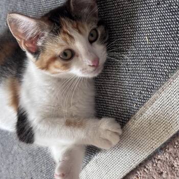 HONEY -  Calico Cat for Adoption in Frederick, Maryland - HONEY | PetCurious