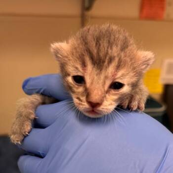 Domestic Short Hair Cats Available for Adoption - Pawley | PetCurious