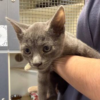 Pugsley -  Domestic Short Hair Cat for Adoption in Cody, Wyoming - Pugsley | PetCurious