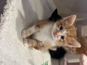Thump -  Domestic Short Hair Cat for Adoption in Fruit Heights, Utah - Thump | PetCurious