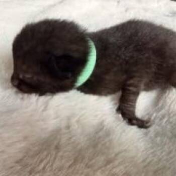 Nova (turquoise) -  Domestic Short Hair Cat for Adoption in Talent, Oregon - Nova (turquoise) | PetCurious