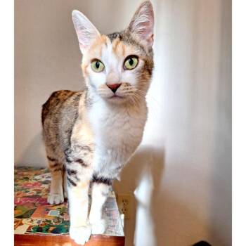 Peggy -  Domestic Short Hair Cat for Adoption in Austin, Texas - Peggy | PetCurious