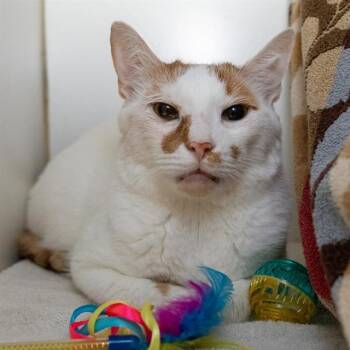 SUKI -  Domestic Short Hair Cat for Adoption in Methuen, Massachusetts - SUKI | PetCurious