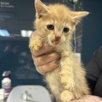 Lego -  Domestic Short Hair and Domestic Medium Hair Cat for Adoption in Newark, New Jersey - Lego | PetCurious