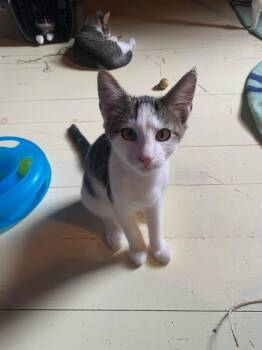 Seashell aka Cloudberry -  Domestic Short Hair Cat for Adoption in Gorham, Maine - Seashell Aka Cloudberry | PetCurious