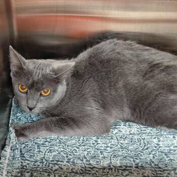 Kitty -  Domestic Short Hair Cat for Adoption in Philadelphia, Pennsylvania - Kitty | PetCurious