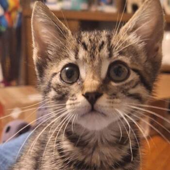 Violet -  Domestic Short Hair Cat for Adoption in Snow Hill, North Carolina - Violet | PetCurious