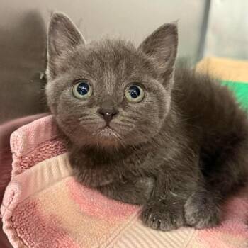 Domestic Short Hair Cats Available for Adoption in Martinsville, Virginia - Ricardo | PetCurious