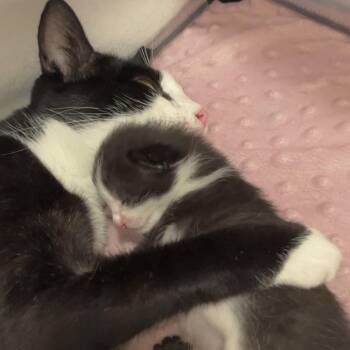 Avondale -  Domestic Short Hair Cat for Adoption in Chicago, Illinois - Avondale | PetCurious