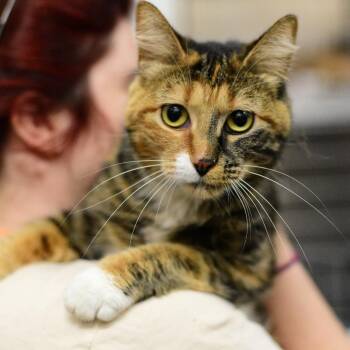 Judy Hops -  Domestic Short Hair Cat for Adoption in Idaho Falls, Idaho - Judy Hops | PetCurious