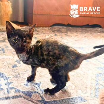 Ophelia -  Domestic Short Hair Cat for Adoption in Lincoln, Nebraska - Ophelia | PetCurious