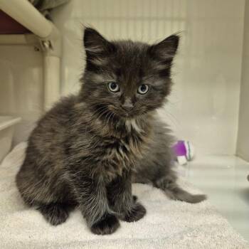 Basalt -  Domestic Medium Hair Cat for Adoption in Drumheller, Alberta - Basalt | PetCurious