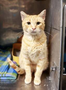 Rescue Domestic Short Hair Cats for Adoption in Loogootee, Indiana - Ellie | PetCurious