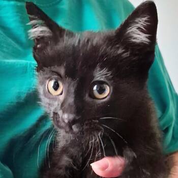 Sloan - Best Friends with Marathon -  Domestic Short Hair Cat for Adoption in West Jefferson, Ohio - Sloan - Best Friends With Marathon | PetCurious