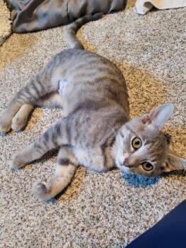 Anne -  Domestic Short Hair Cat for Adoption in Pasco, Washington - Anne | PetCurious