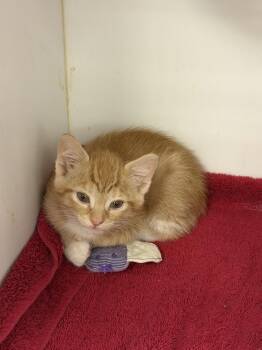 Lauren Miller (kitten) go with a freind -  Domestic Short Hair Cat for Adoption in Cary, North Carolina - Lauren Miller (kitten) Go With A Freind | PetCurious
