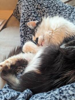 Domestic Long Hair Cats Available for Adoption in Fairfax, Virginia - Ash Wolf  | PetCurious