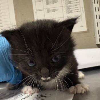Domestic Short Hair Cats Available for Adoption in Yuma, Arizona - Daffodil | PetCurious