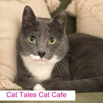Fancy -  Domestic Short Hair Cat Available for Adoption in Chapel Hill, North Carolina - Fancy | PetCurious