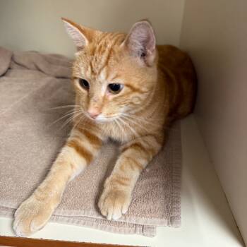 Rescue Domestic Short Hair Cats for Adoption in Port Richey, Florida - Malcolm | PetCurious