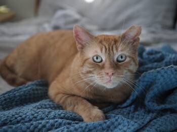 Orangie -  Domestic Short Hair Cat Available for Adoption - Orangie | PetCurious