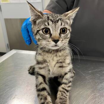 108402 -  Domestic Short Hair Cat for Adoption in Las Cruces, New Mexico - 108402 | PetCurious