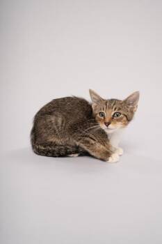 Walter -  Domestic Short Hair Cat for Adoption in Fort Worth, Texas - Walter | PetCurious
