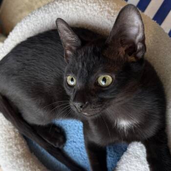Luigi -  Domestic Short Hair Cat for Adoption in Jupiter, Florida - Luigi | PetCurious
