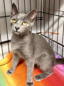 Velma -  Domestic Short Hair Cat for Adoption in Panama City, Florida - Velma | PetCurious