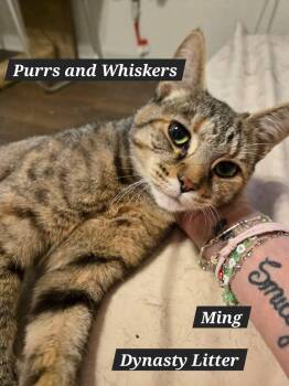Ming -  Domestic Short Hair Cat for Adoption in New Hartford, New York - Ming | PetCurious