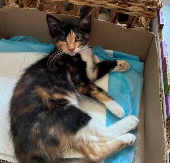 Aurora (& Amor) -  Domestic Short Hair Cat for Adoption in Castro Valley, California - Aurora (& Amor) | PetCurious