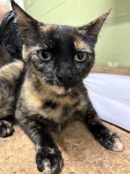 Domestic Short Hair Cats Available for Adoption - KARI KARI | PetCurious