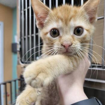 Viserys -  Domestic Short Hair Cat for Adoption in Ridgely, Maryland - Viserys | PetCurious