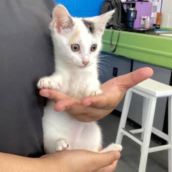 Lil Blanca -  Domestic Short Hair Cat for Adoption in Montgomery, Alabama - Lil Blanca | PetCurious