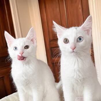 Bobbin -  Siamese and Domestic Short Hair Cat for Adoption in Cincinnati, Ohio - Bobbin | PetCurious