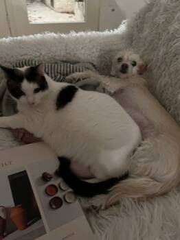 Rescue Domestic Short Hair Cats for Adoption in Houston, Texas - Lulu | PetCurious